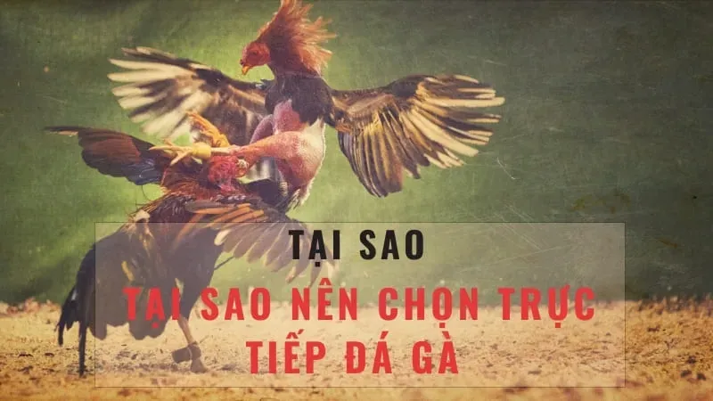 tại sao nên chọn đá gà c1 trực tiếp tại nhà cái j88