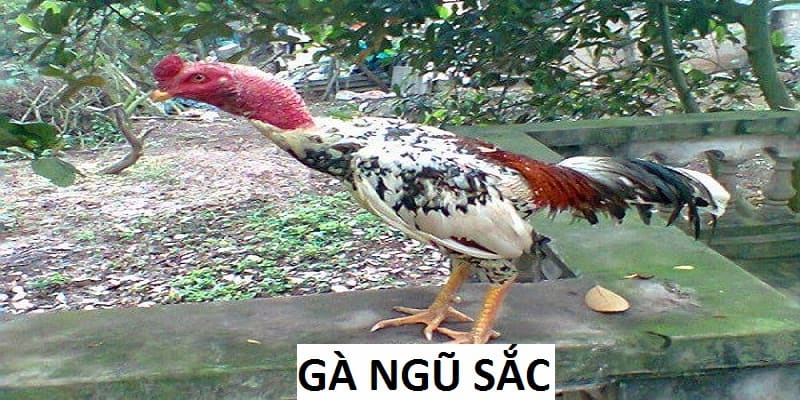 gà ngũ sắc thumb