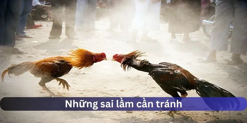 Những sai lầm cần tránh khi đá gà j88