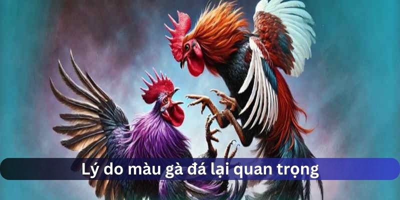 hôm nay đá gà màu nào mạnh lý do chọn